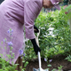 Illustration for article titled The Queen Mother Exercises Her Green Thumb